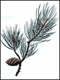 Decotto di pino